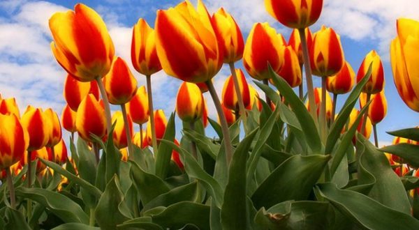 Prijzen van chalet La Tulipe in Le grand massif